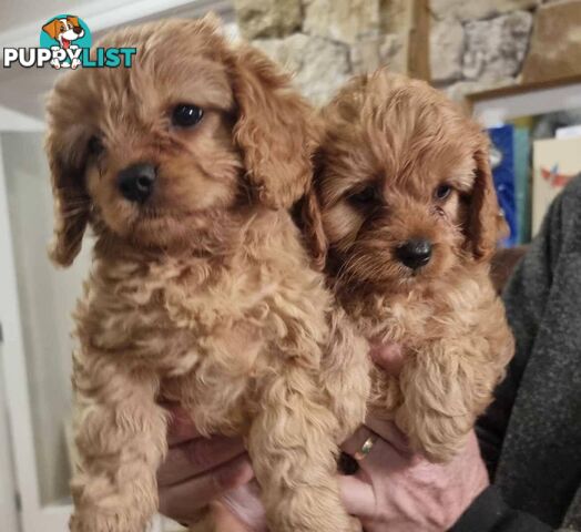 last apricot boy , Ist Gen toy cavoodle ready for his forever home