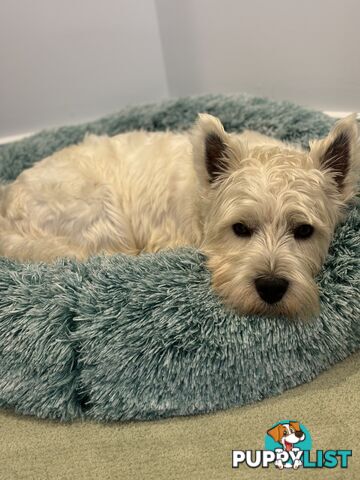 West Highland Terrier pups