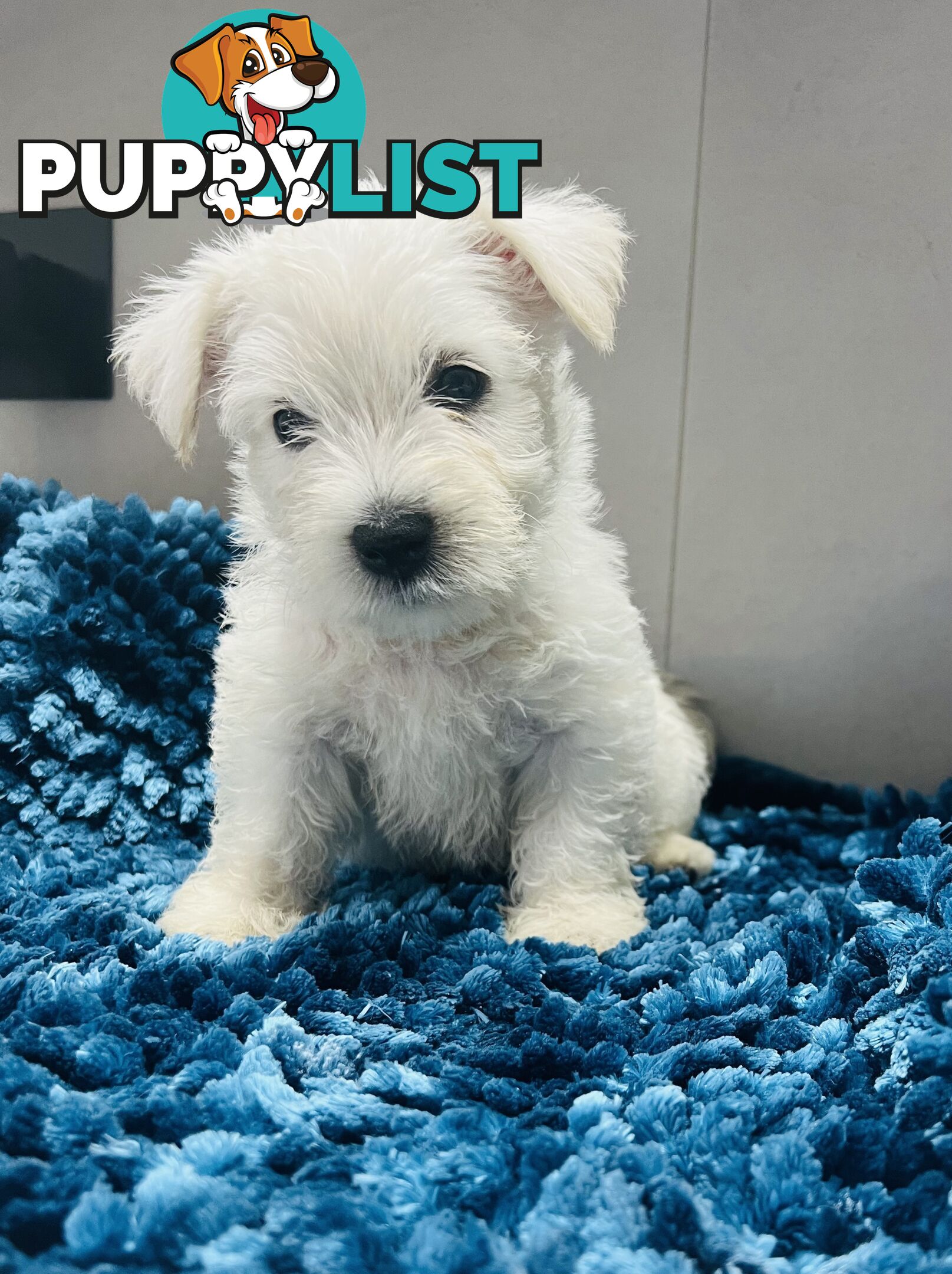 West Highland Terrier pups