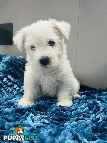 West Highland Terrier pups