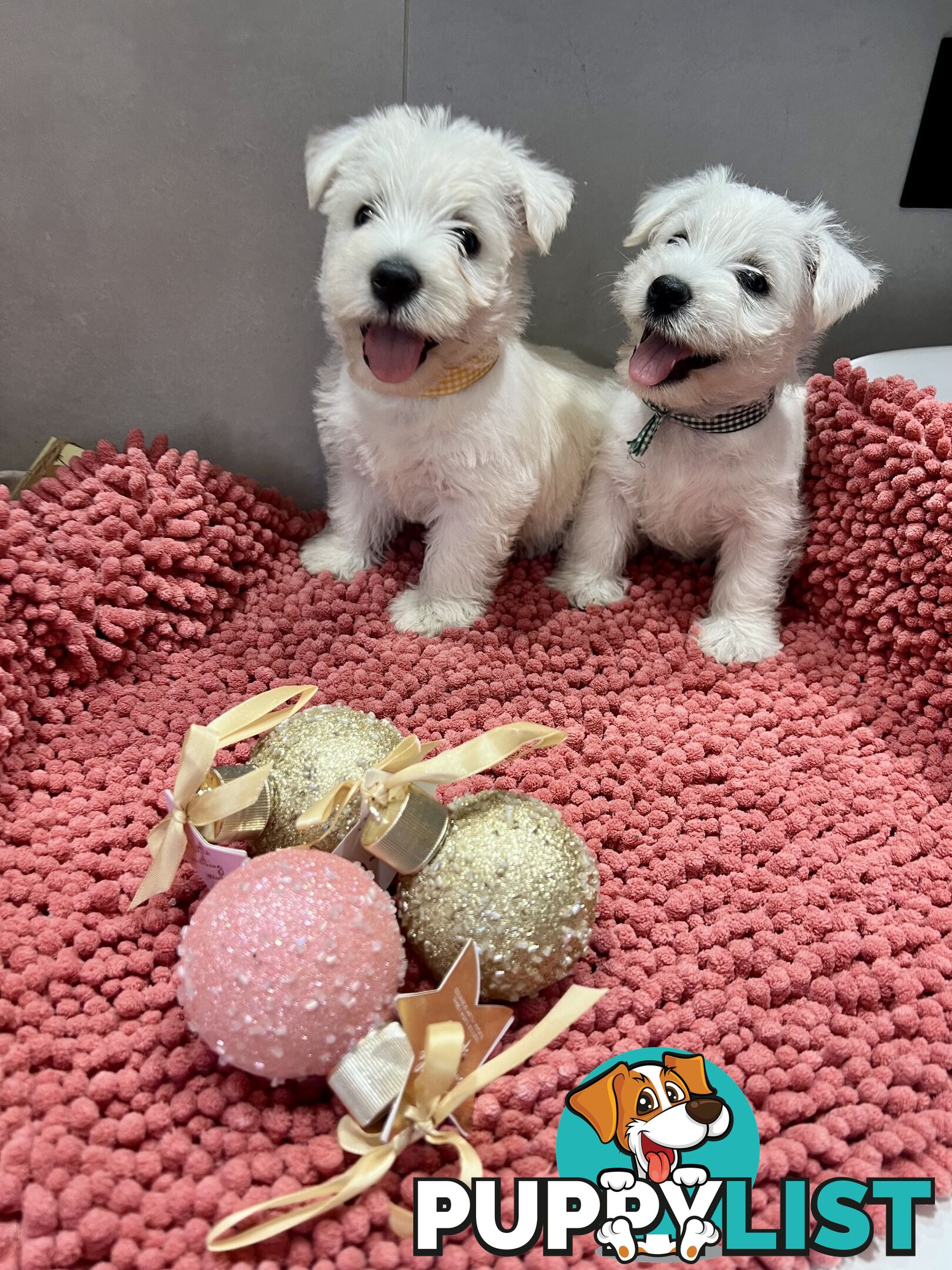 West Highland Terrier pups