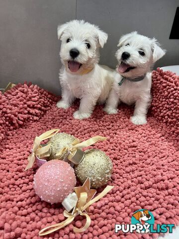 West Highland Terrier pups