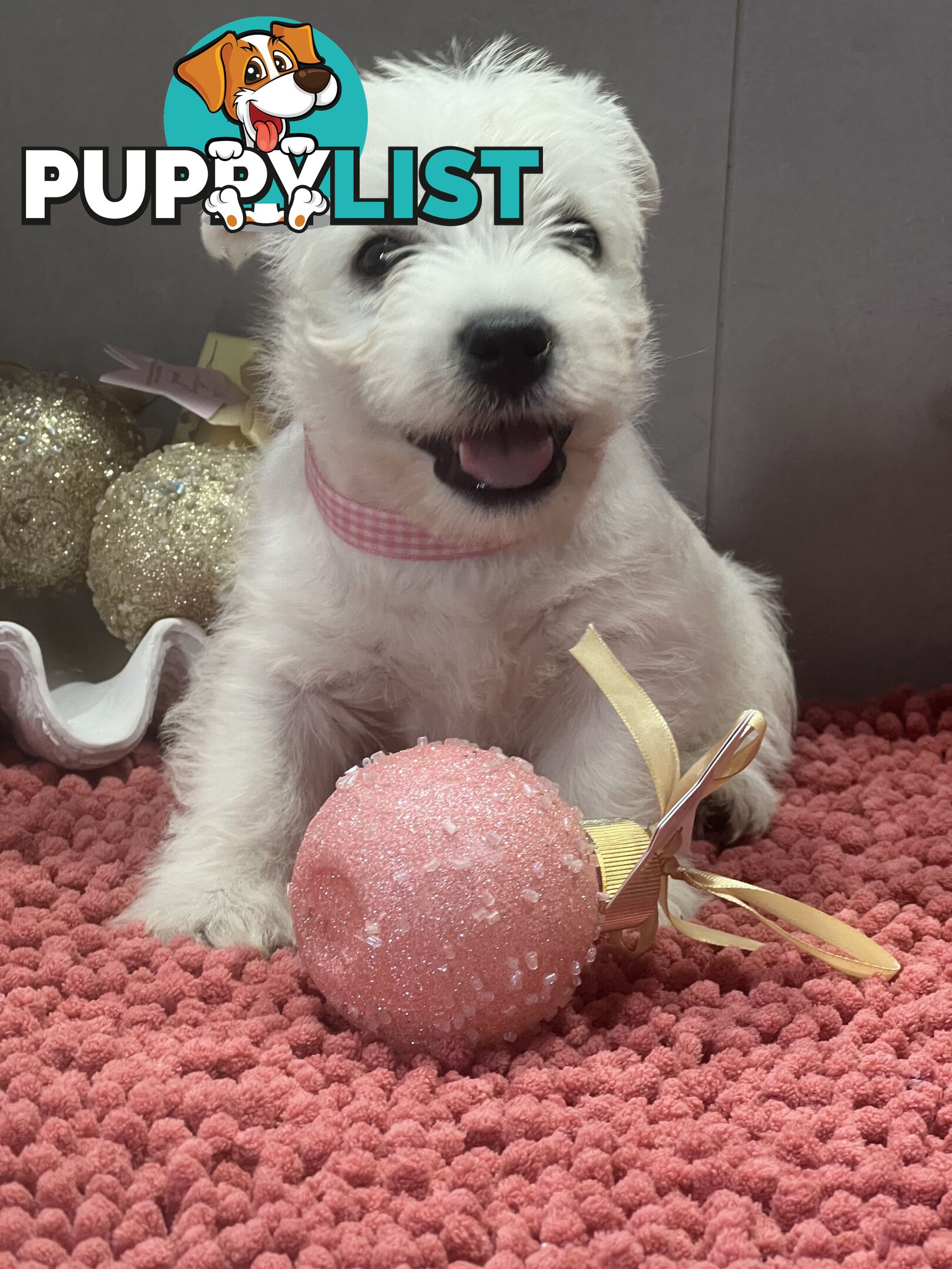 West Highland Terrier pups