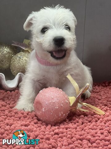 West Highland Terrier pups