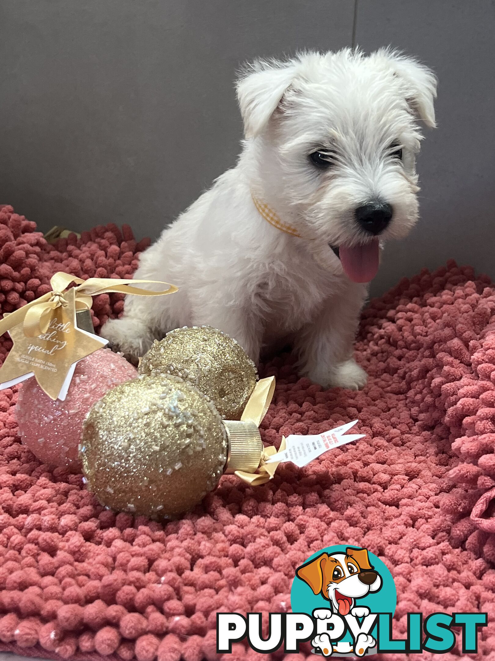 West Highland Terrier pups