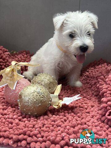 West Highland Terrier pups