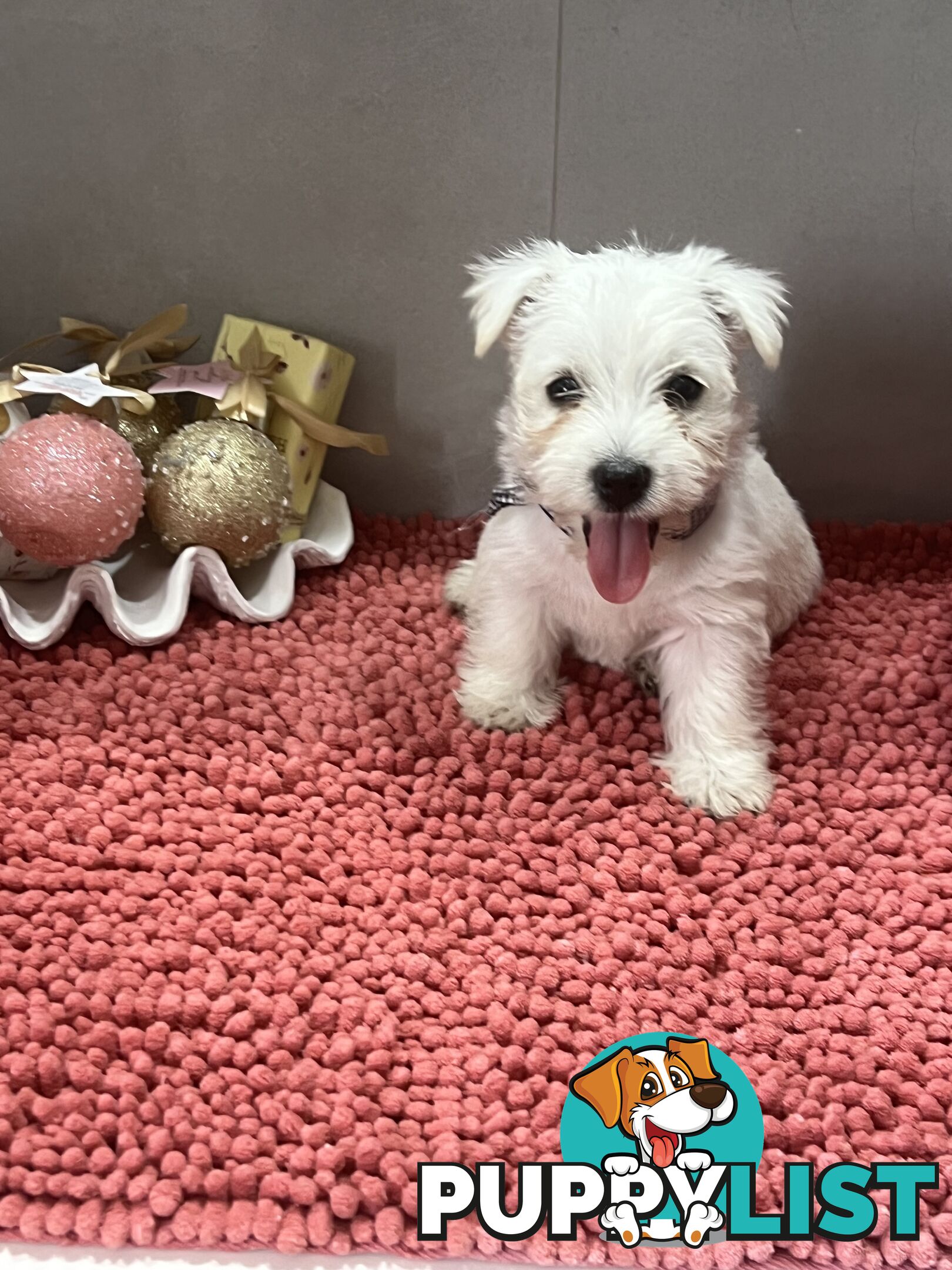 West Highland Terrier pups