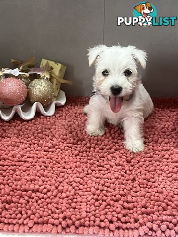 West Highland Terrier pups