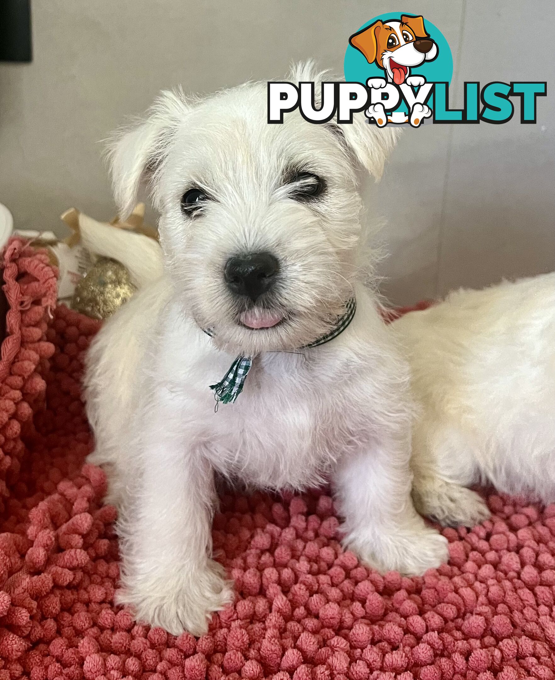 West Highland Terrier pups