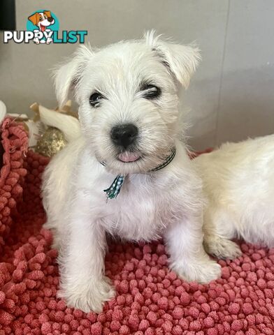 West Highland Terrier pups