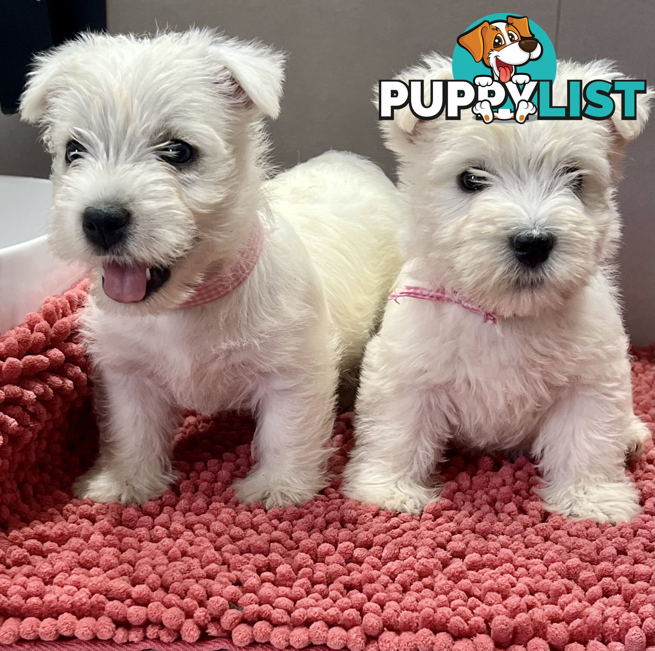 West Highland Terrier pups