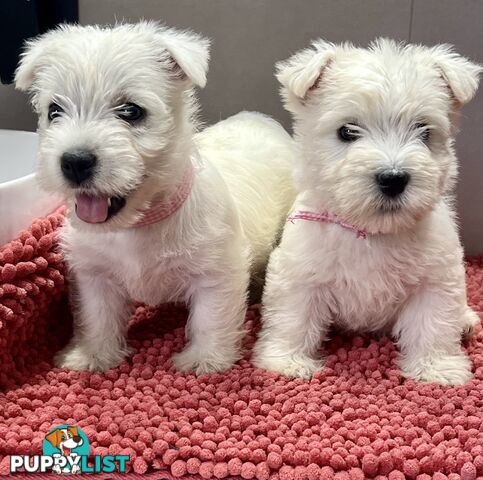 West Highland Terrier pups