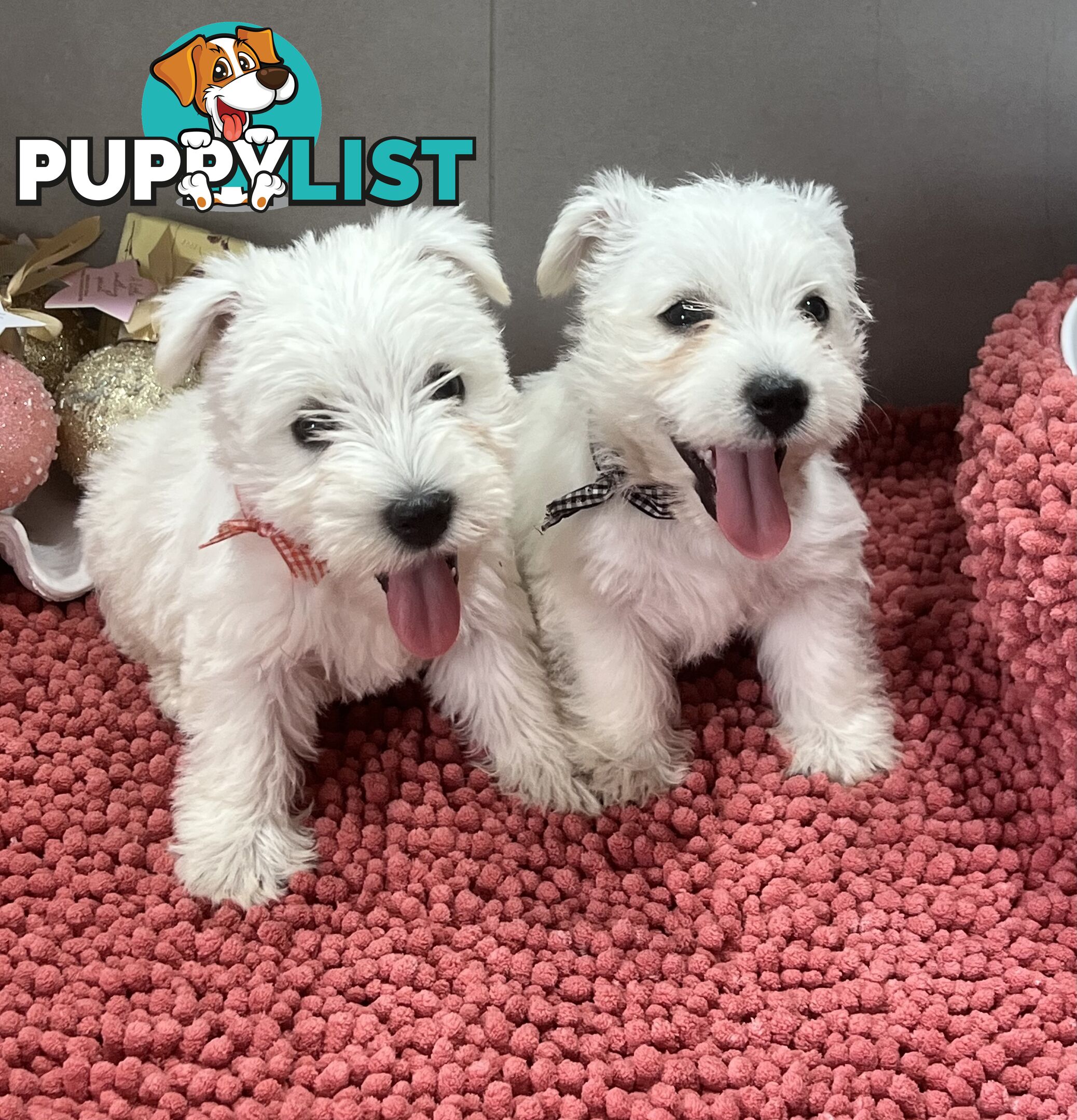 West Highland Terrier pups