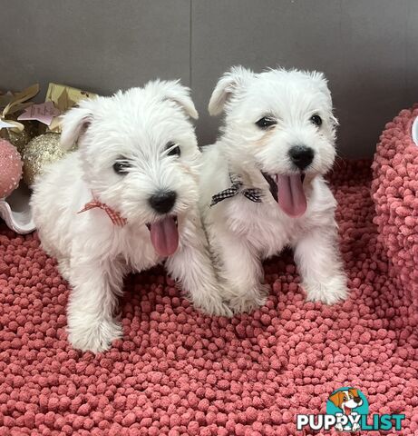 West Highland Terrier pups