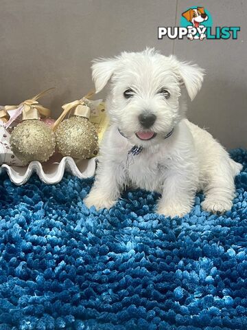 West Highland Terrier pups