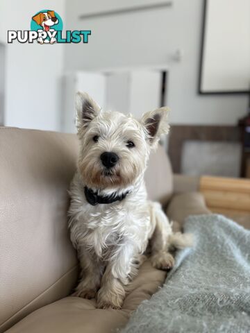 West Highland Terrier pups