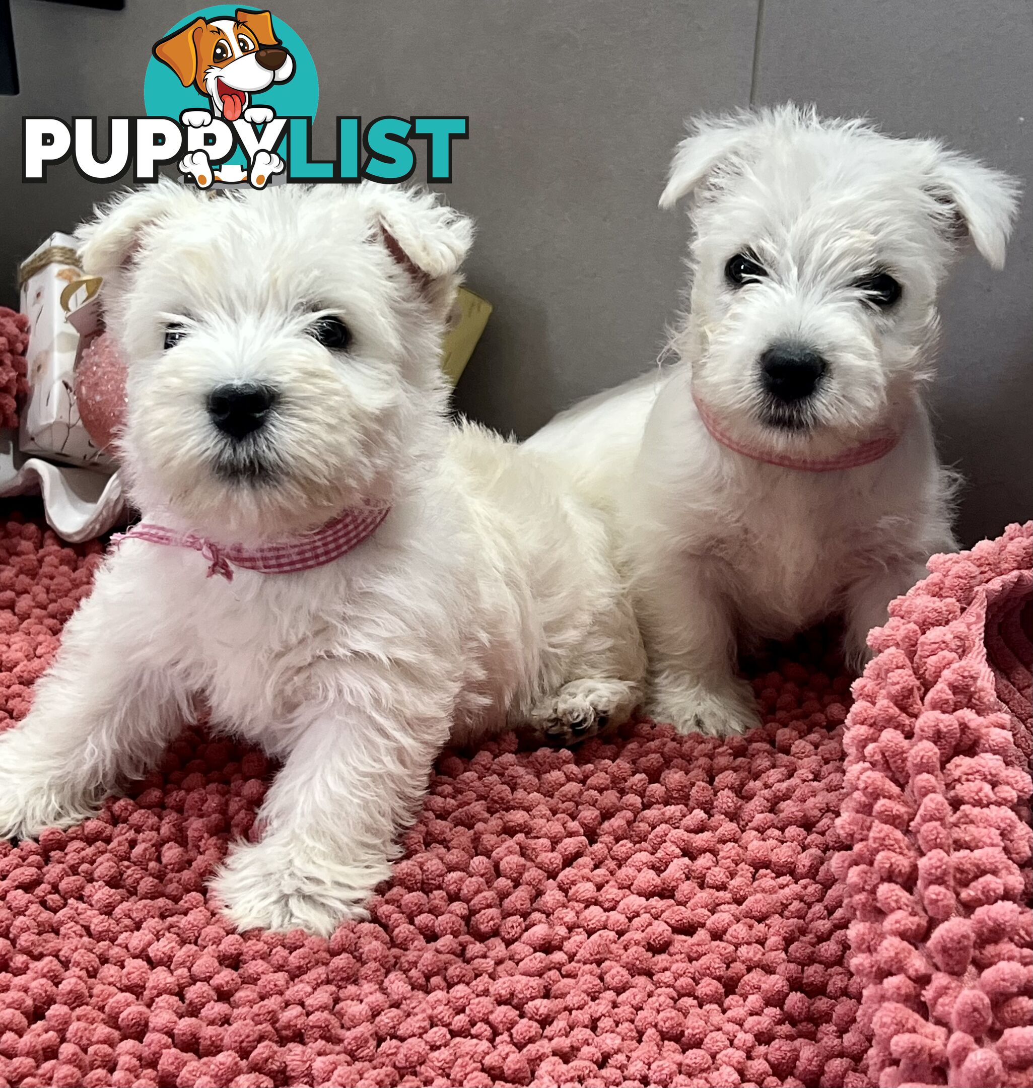 West Highland Terrier pups