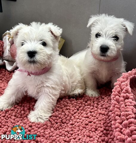 West Highland Terrier pups