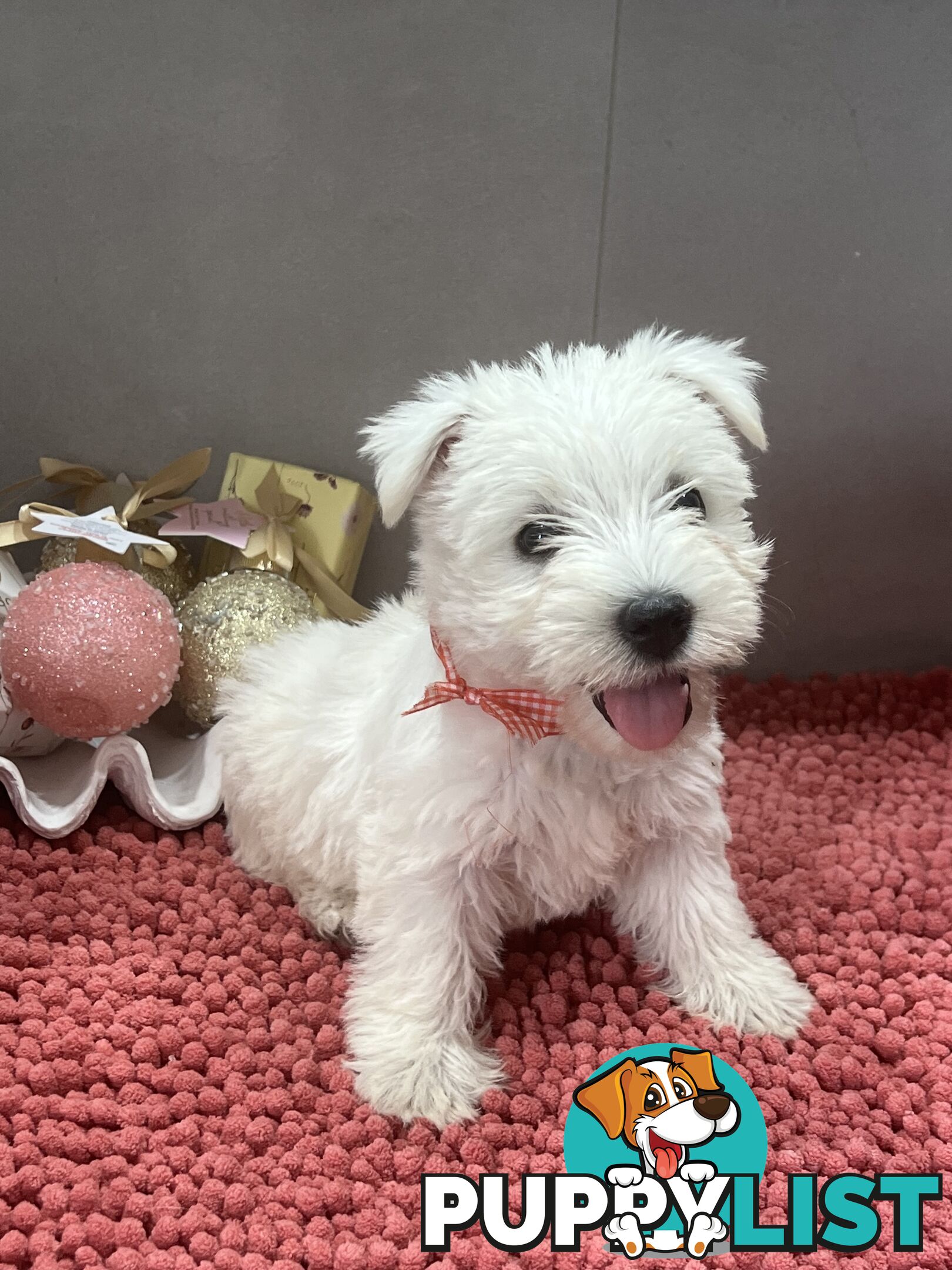 West Highland Terrier pups