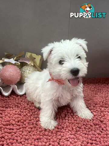 West Highland Terrier pups