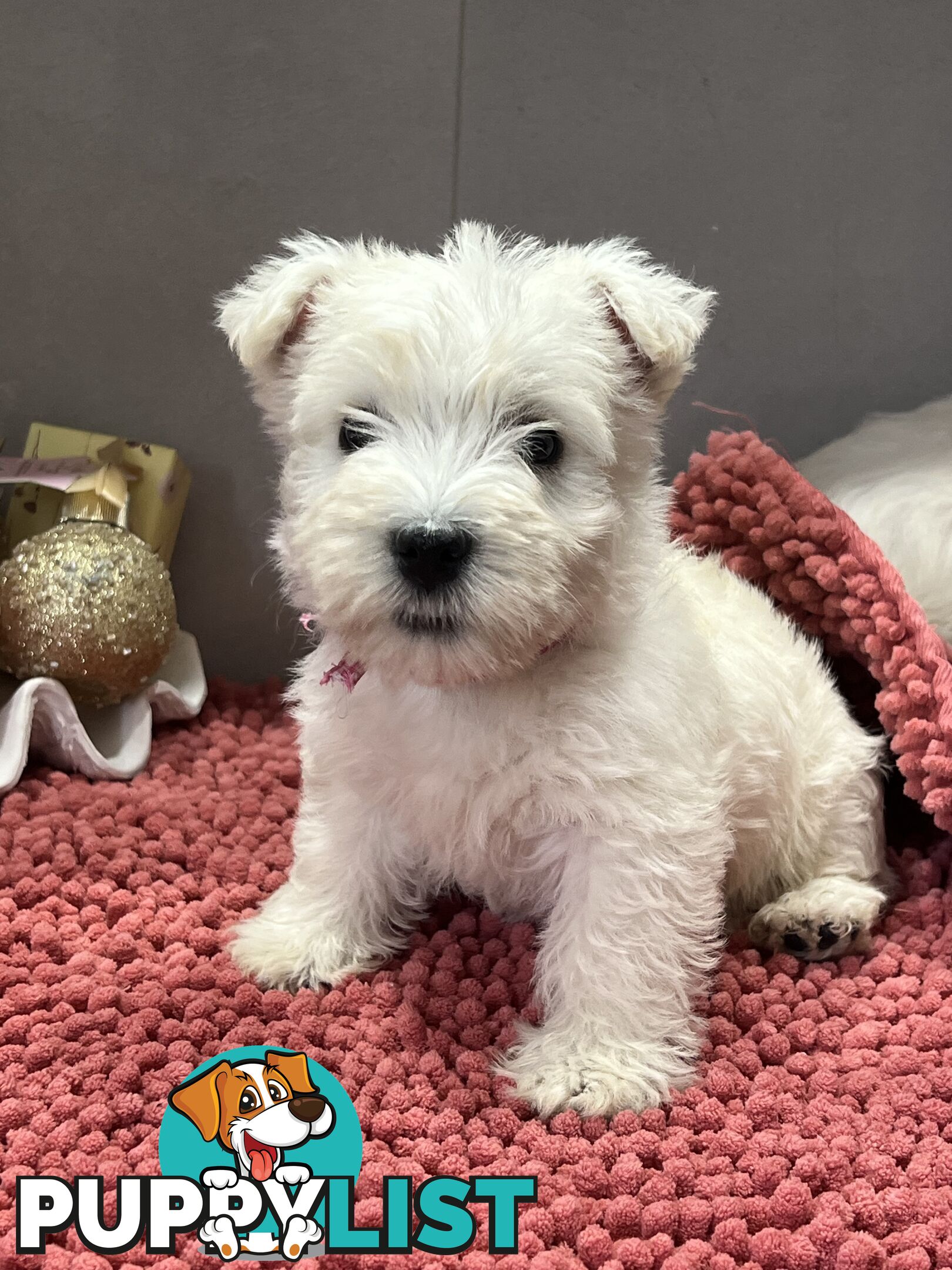 West Highland Terrier pups