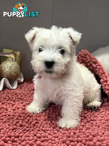 West Highland Terrier pups