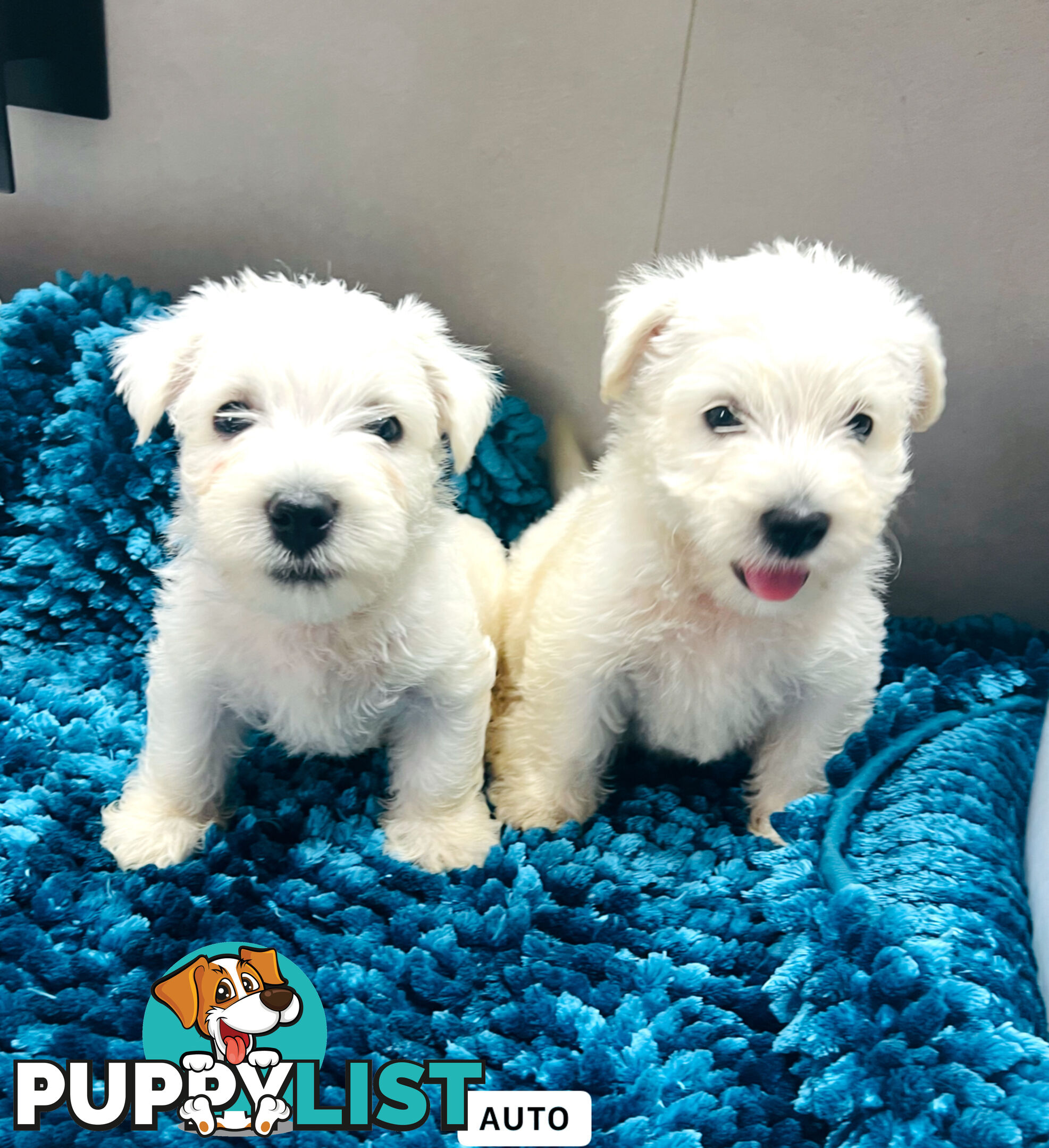 West Highland Terrier pups