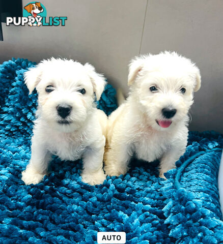 West Highland Terrier pups