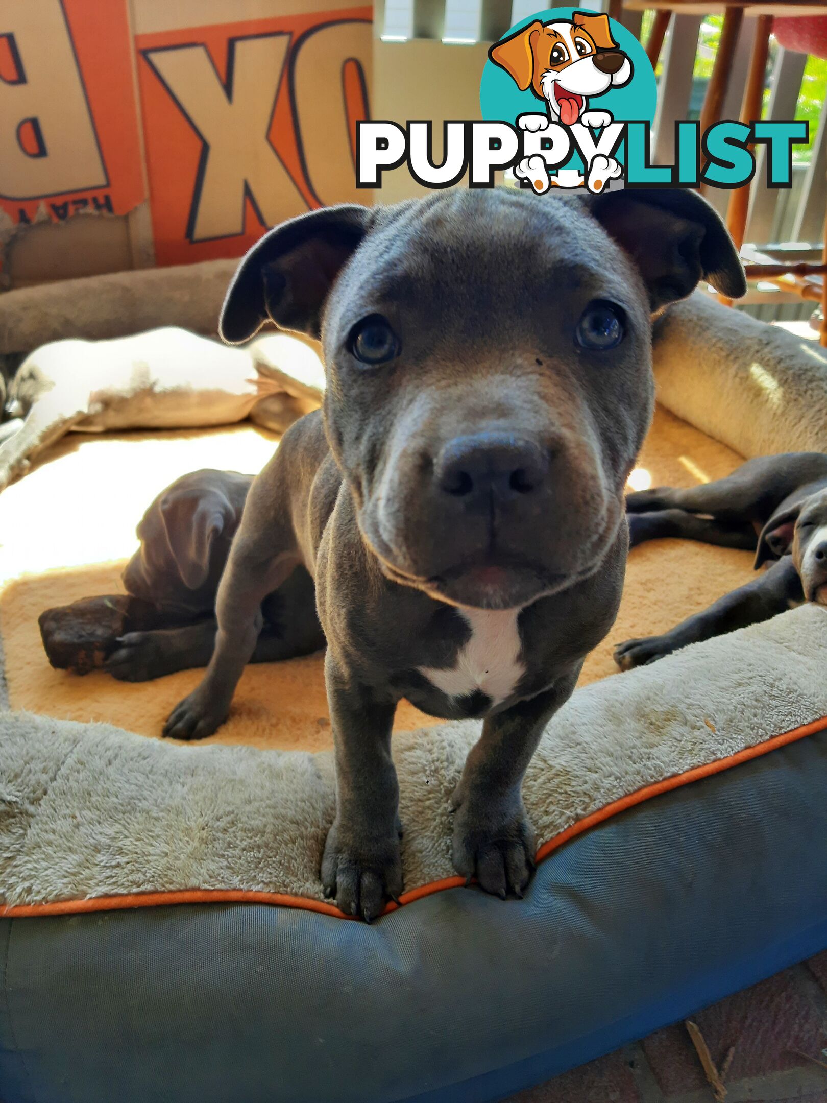 Blue AmStaff Puppies