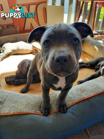 Blue AmStaff Puppies