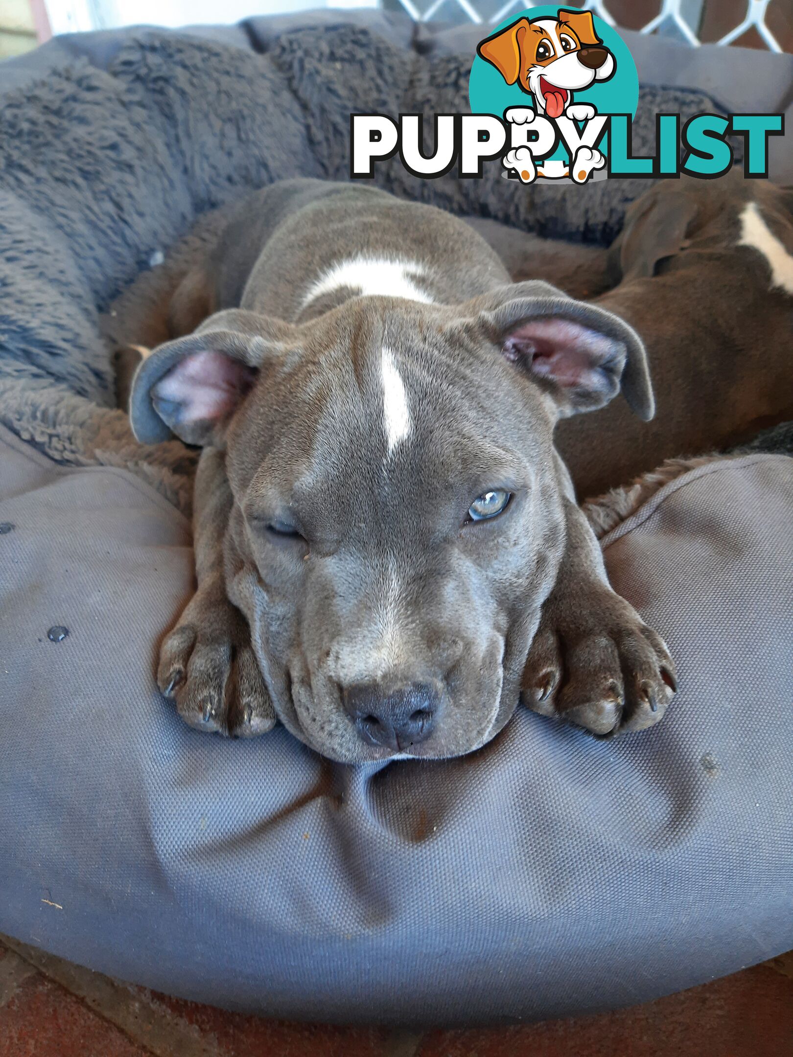 Blue AmStaff Puppies