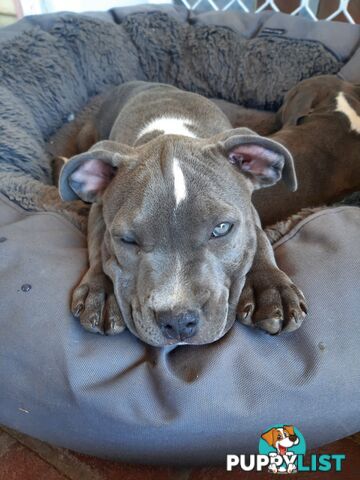 Blue AmStaff Puppies