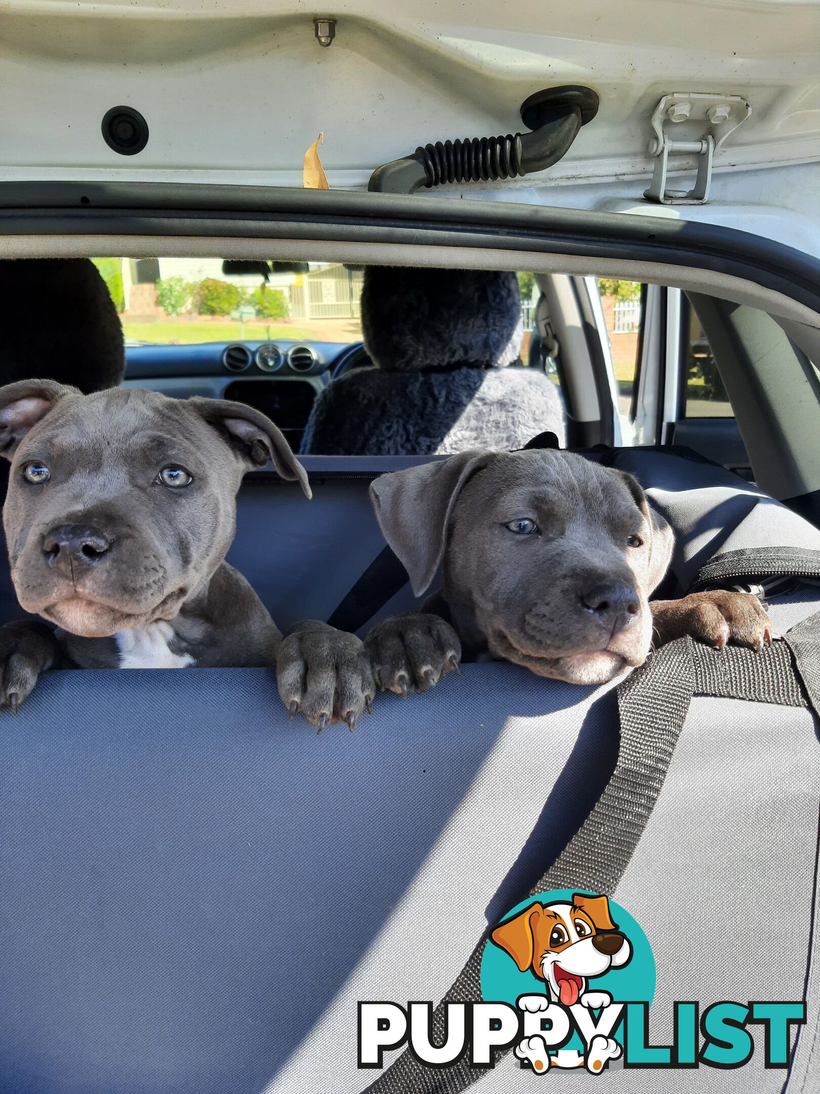 Blue AmStaff Puppies