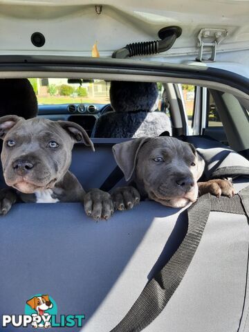 Blue AmStaff Puppies