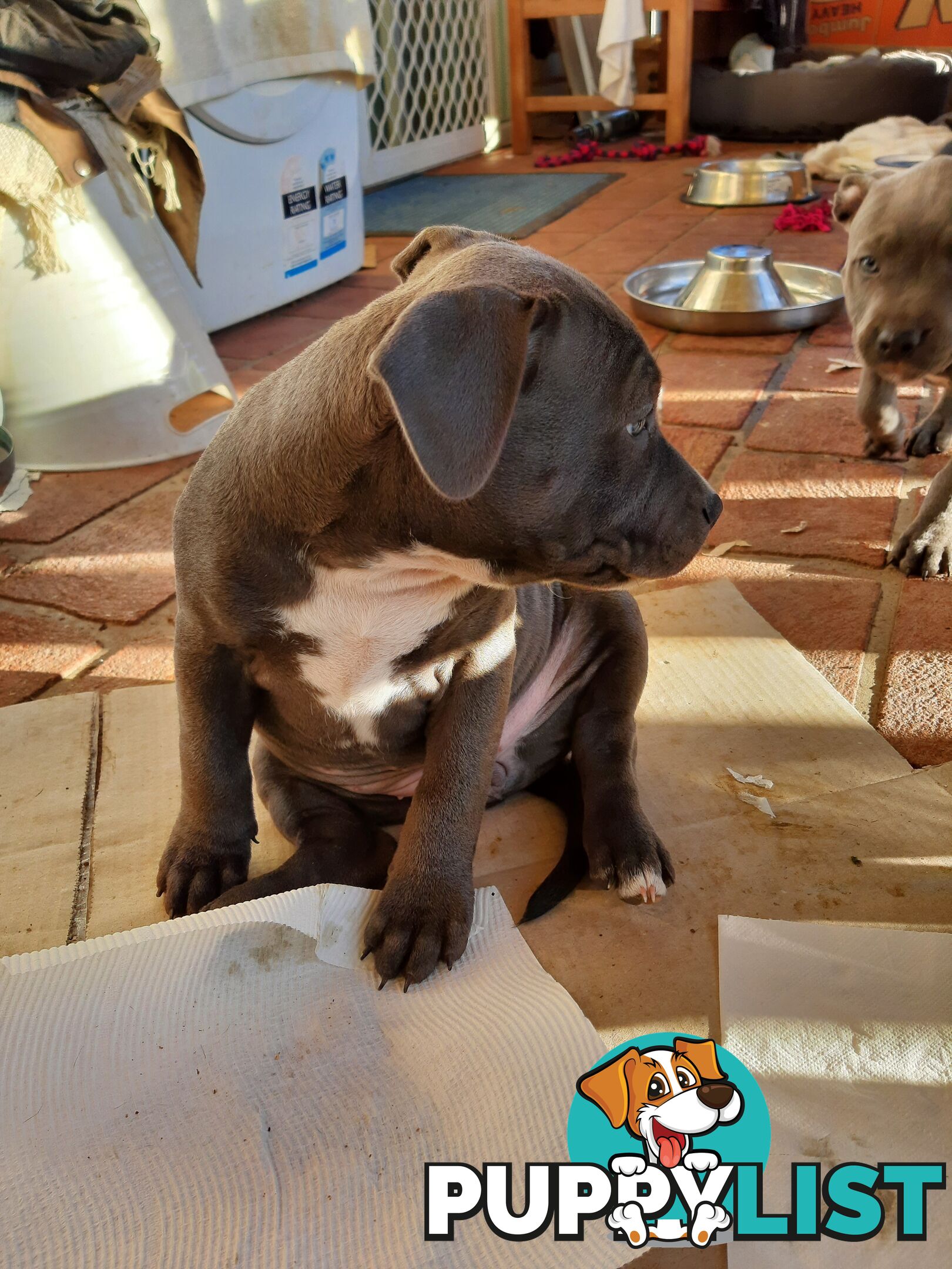 Blue AmStaff Puppies