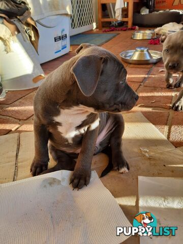 Blue AmStaff Puppies