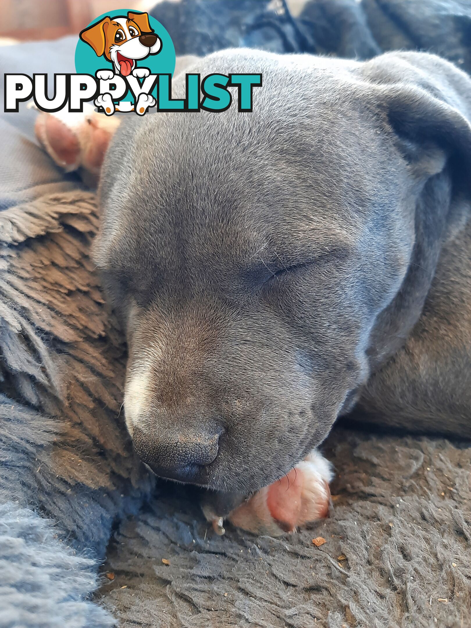 Blue AmStaff Puppies