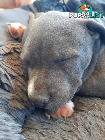 Blue AmStaff Puppies