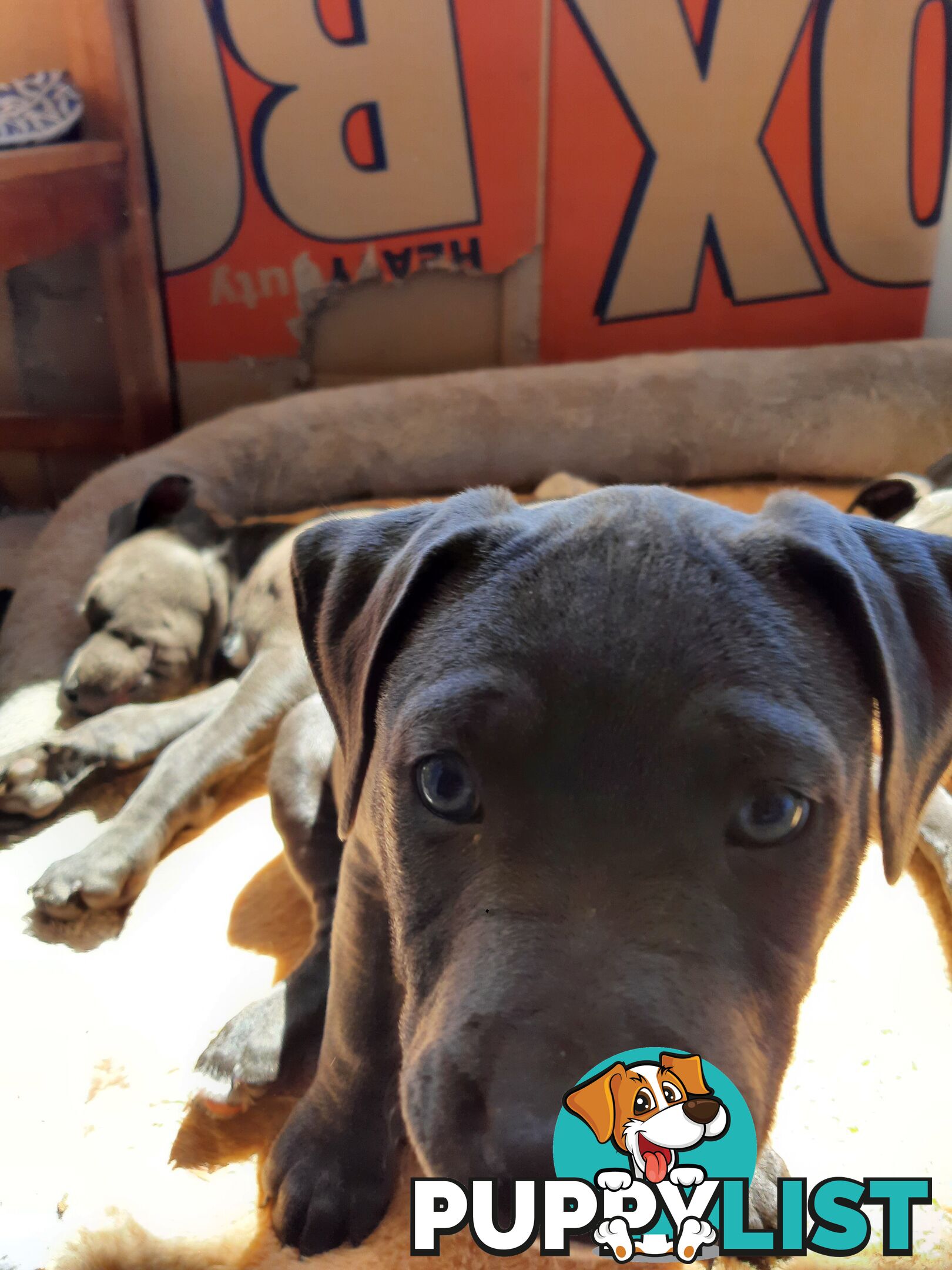 Blue AmStaff Puppies