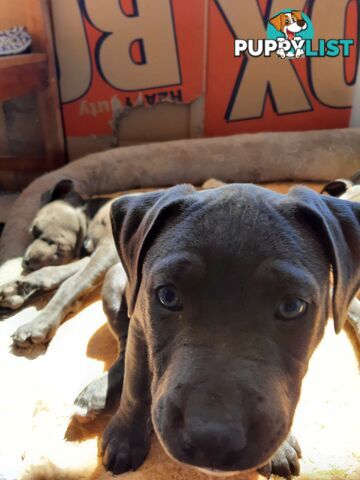 Blue AmStaff Puppies