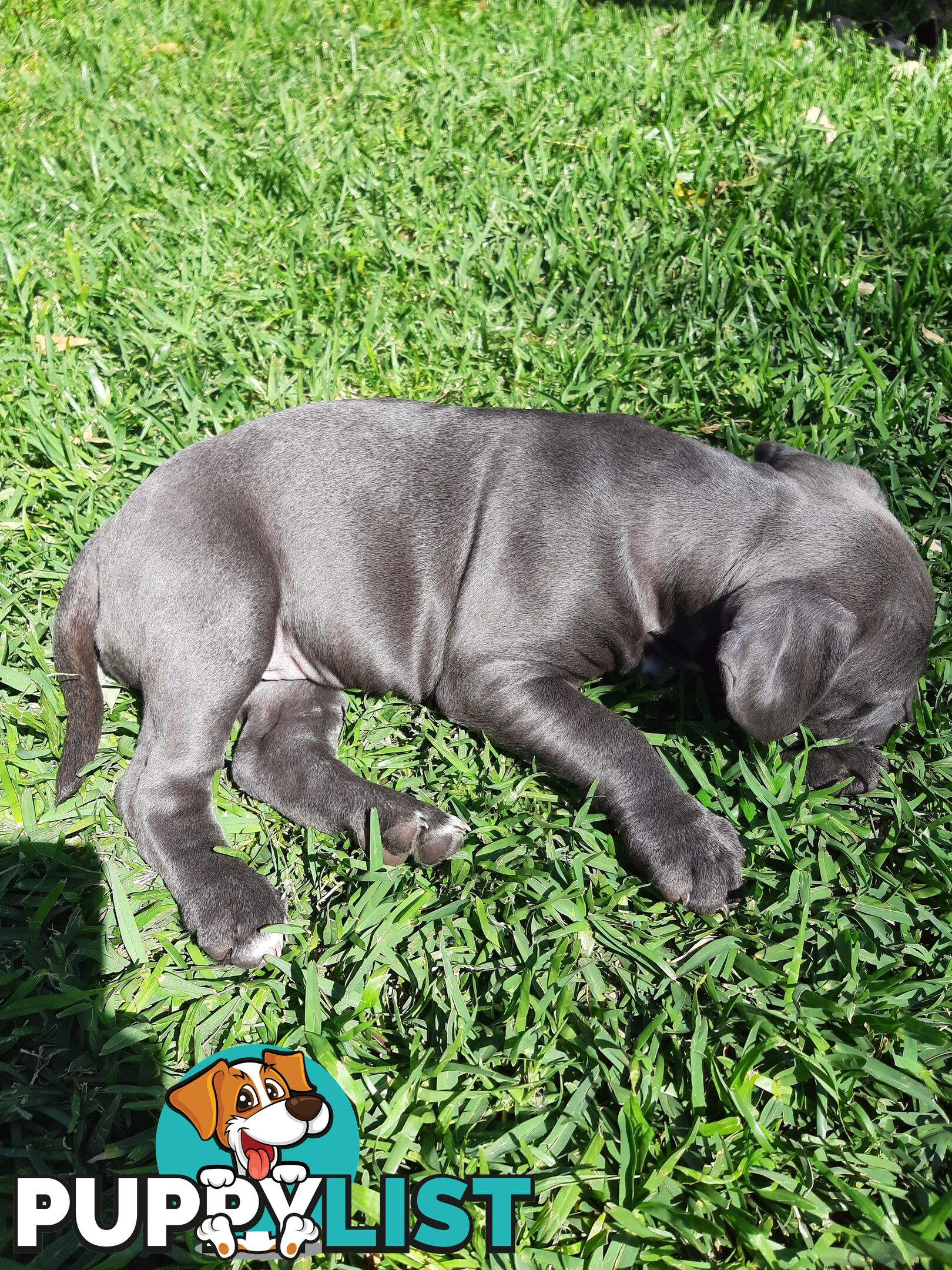 Blue AmStaff Puppies