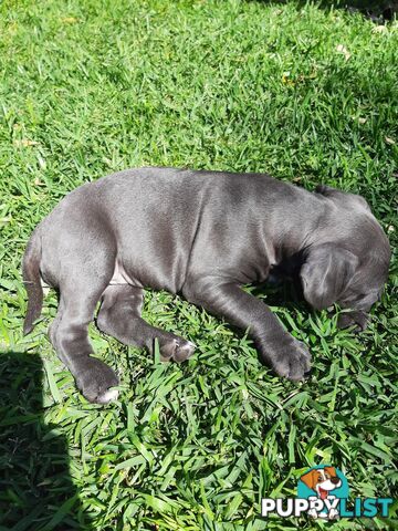 Blue AmStaff Puppies