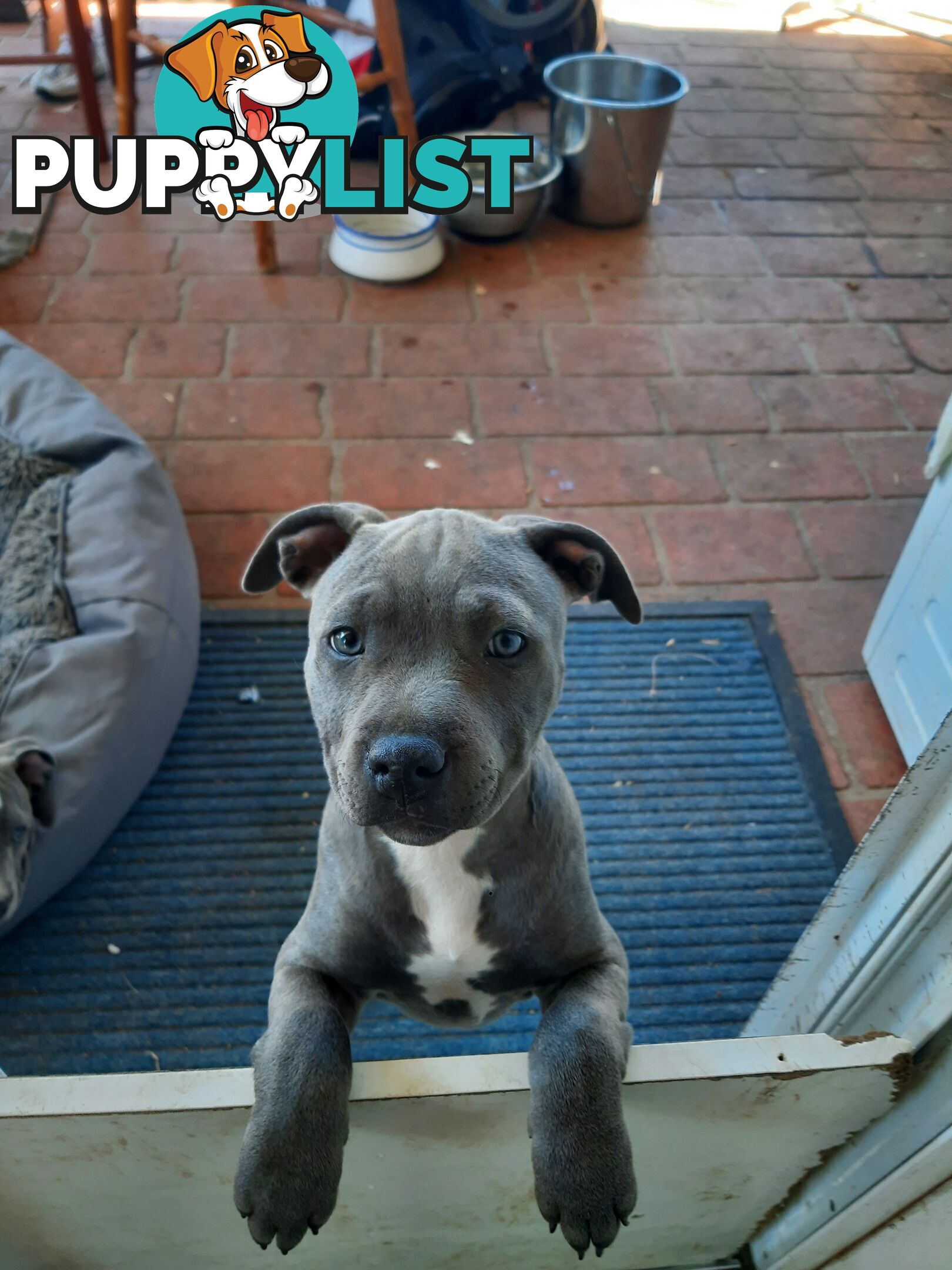 Blue AmStaff Puppies