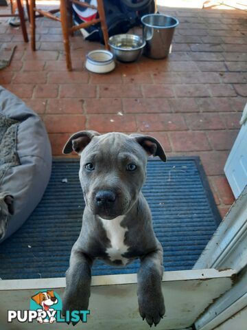 Blue AmStaff Puppies