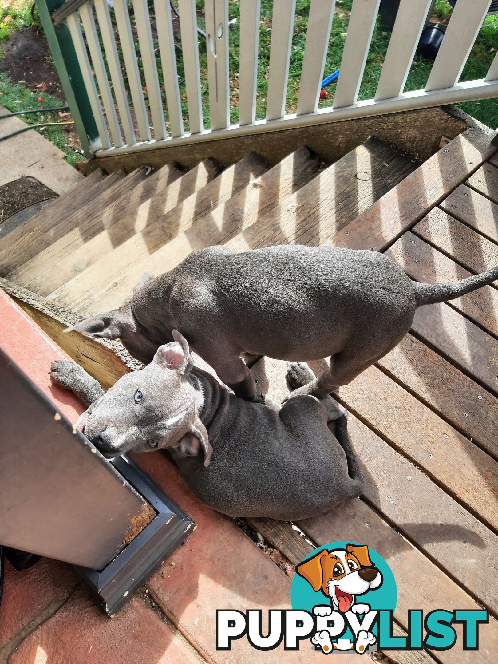 Blue AmStaff Puppies