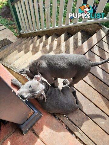 Blue AmStaff Puppies