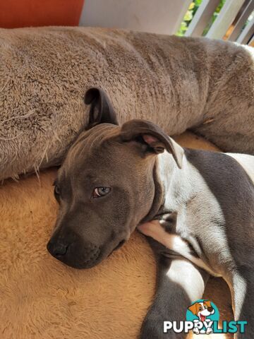 Blue AmStaff Puppies