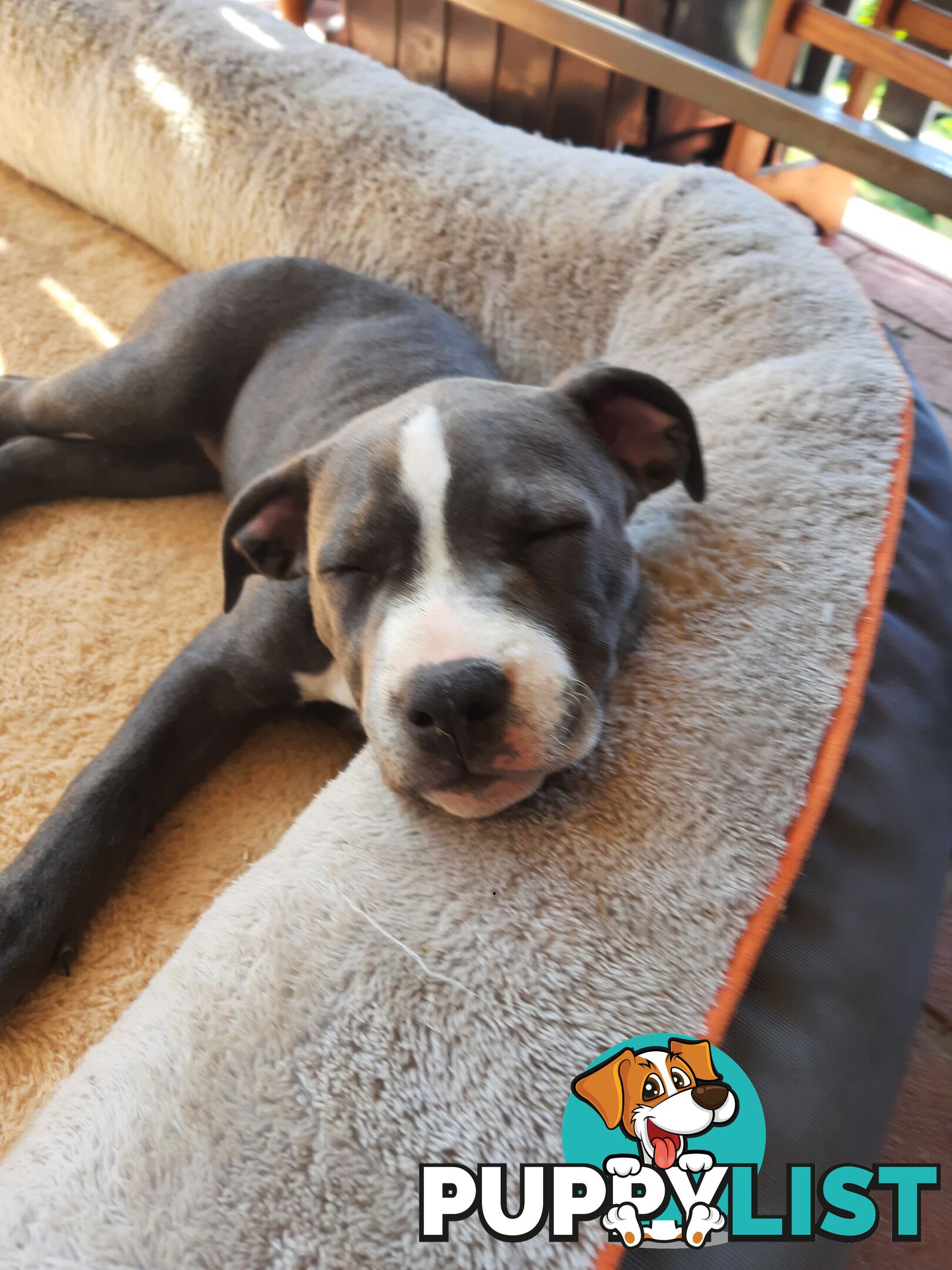 Blue AmStaff Puppies