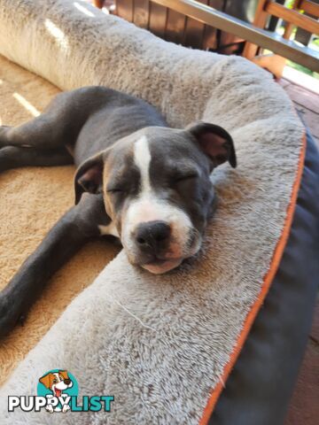 Blue AmStaff Puppies