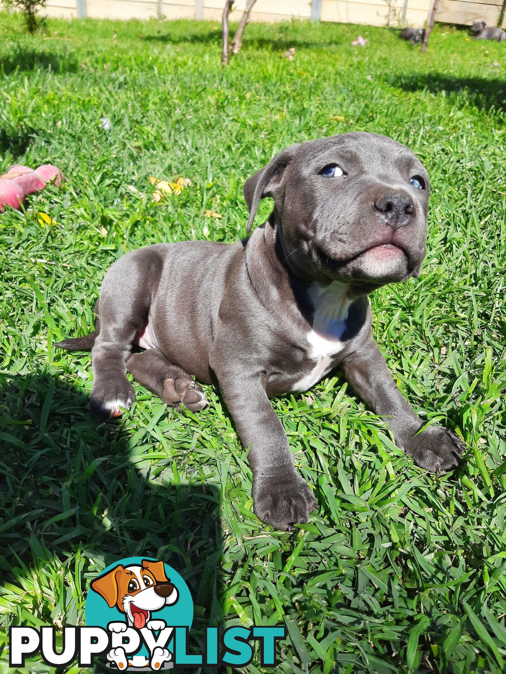 Blue AmStaff Puppies